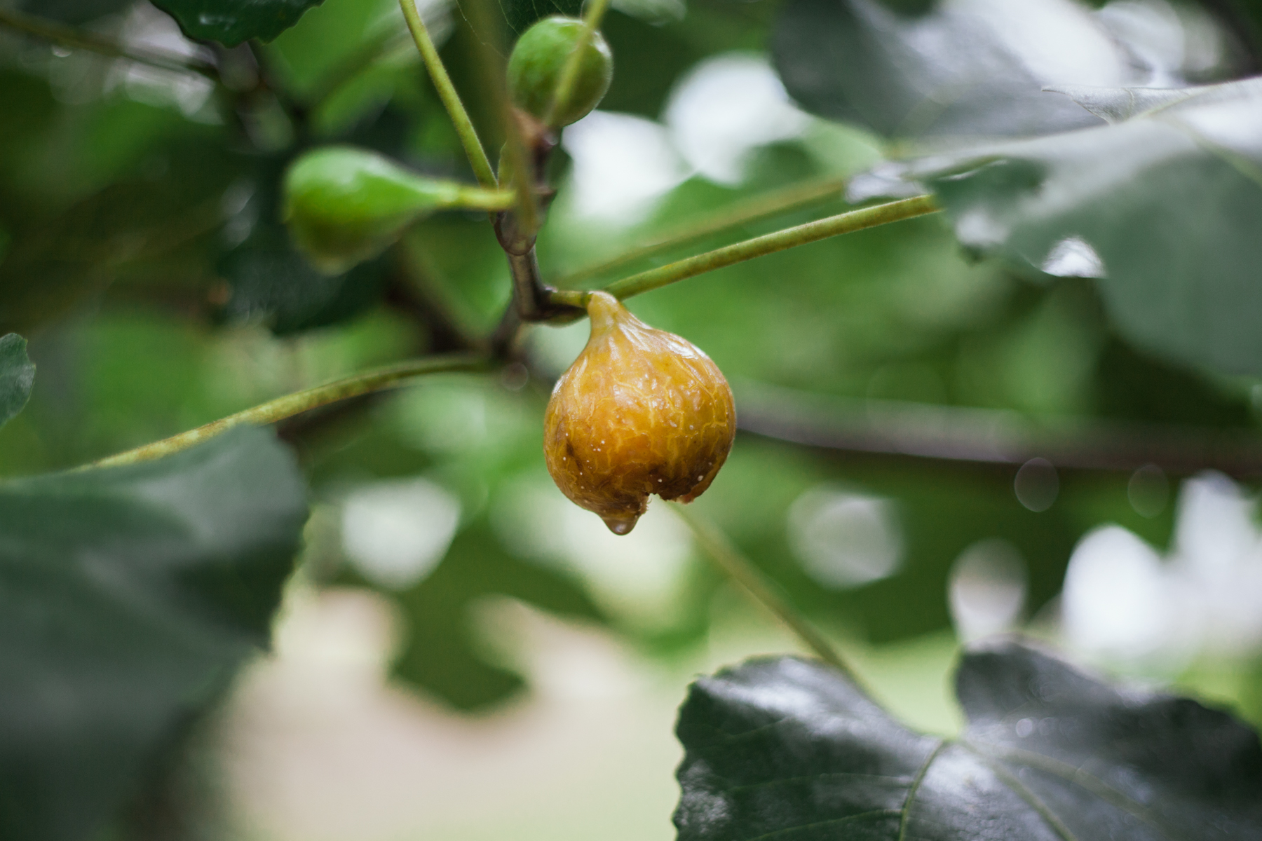  Debbie and Ancil planted this fig tree together. They care for it and use the figs to make preserves. 