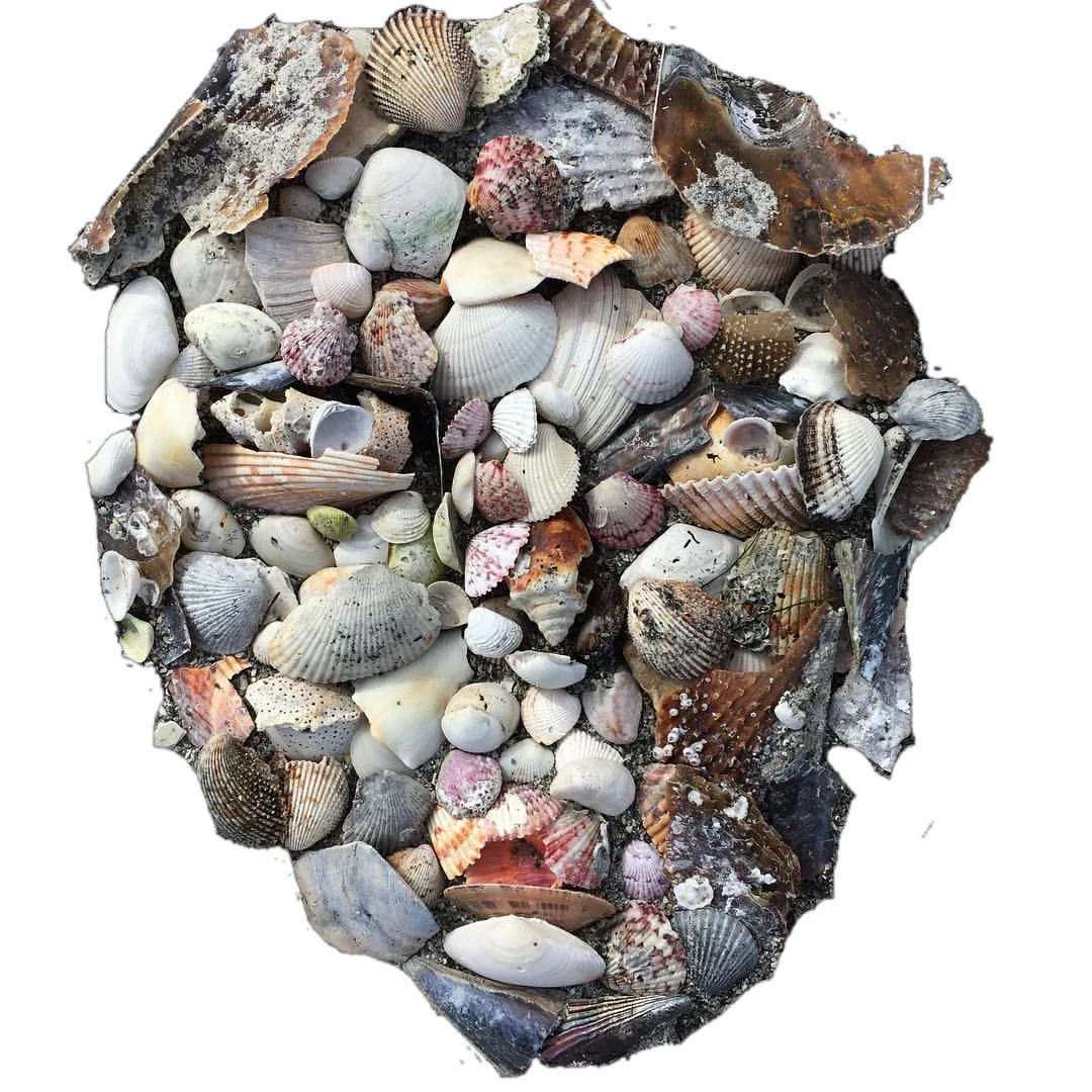 MyShellf