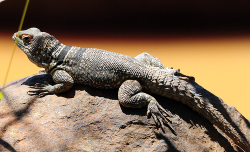 (photo by John A D Willis via Flickr)