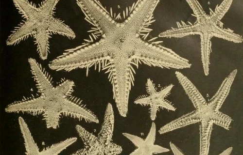 starfish-1-e1495817236399.jpg