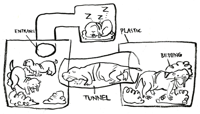 Naked Mole Rats