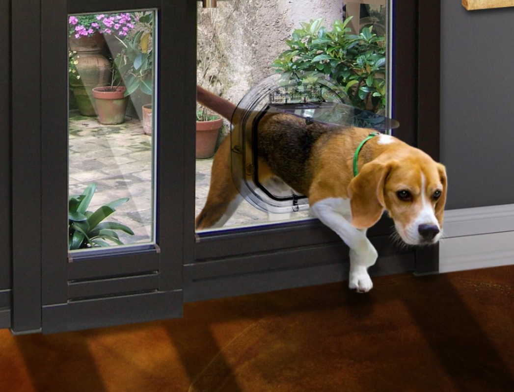 Dog Doors Auckland — Allied Glass