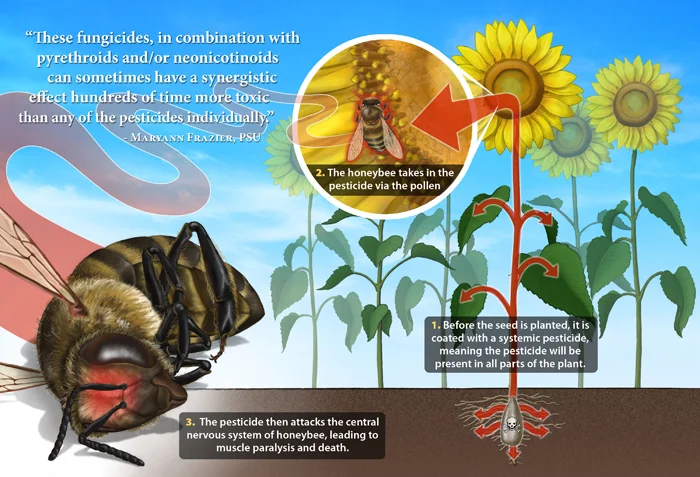 bee1.jpg
