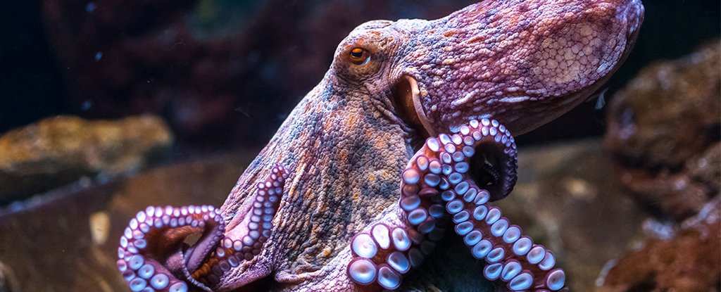 octopus.jpg