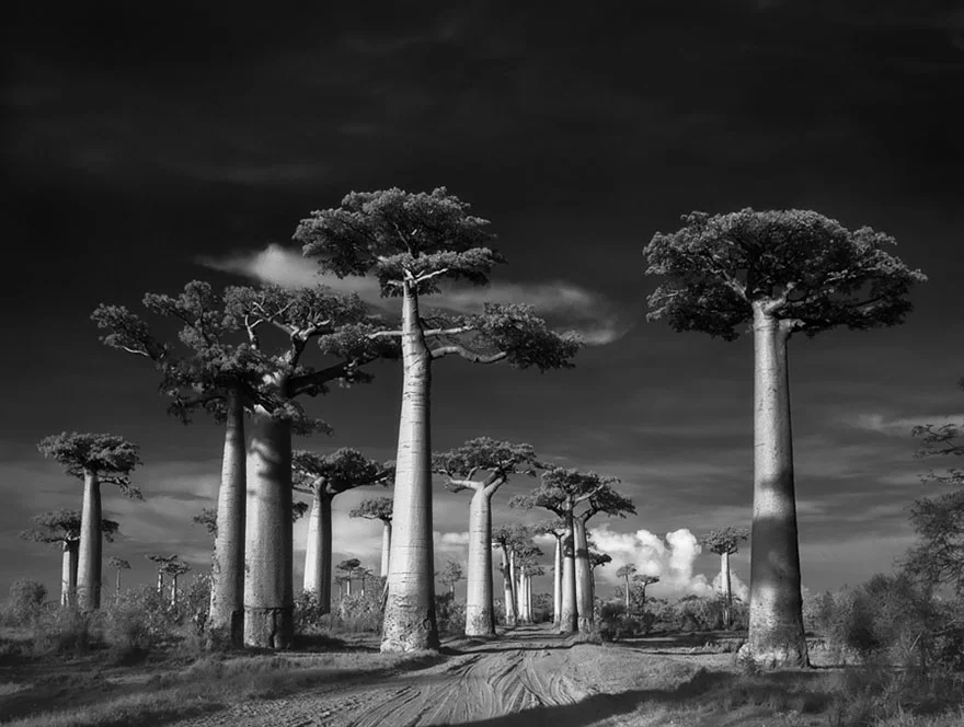 ancient-trees-beth-moon-1.jpg