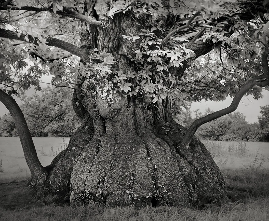 ancient-trees-beth-moon-4.jpg