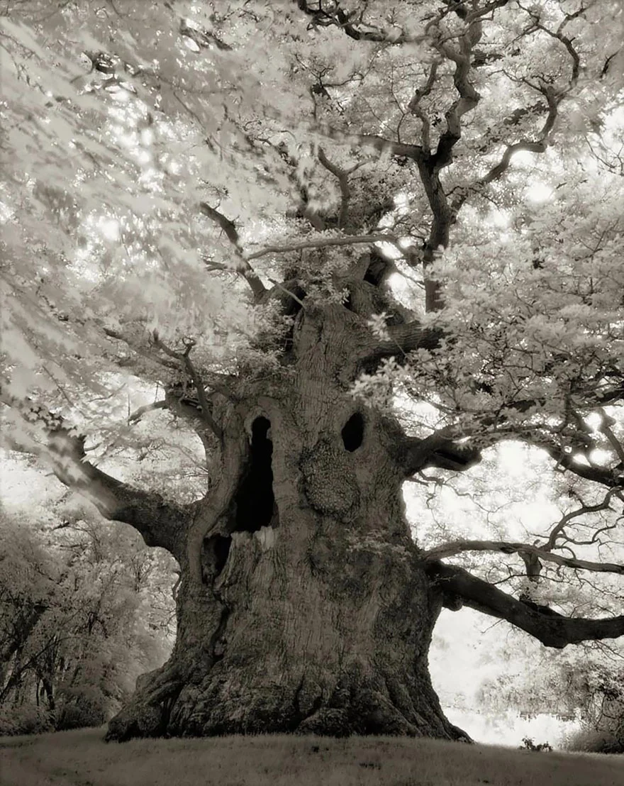 ancient-trees-beth-moon-16.jpg