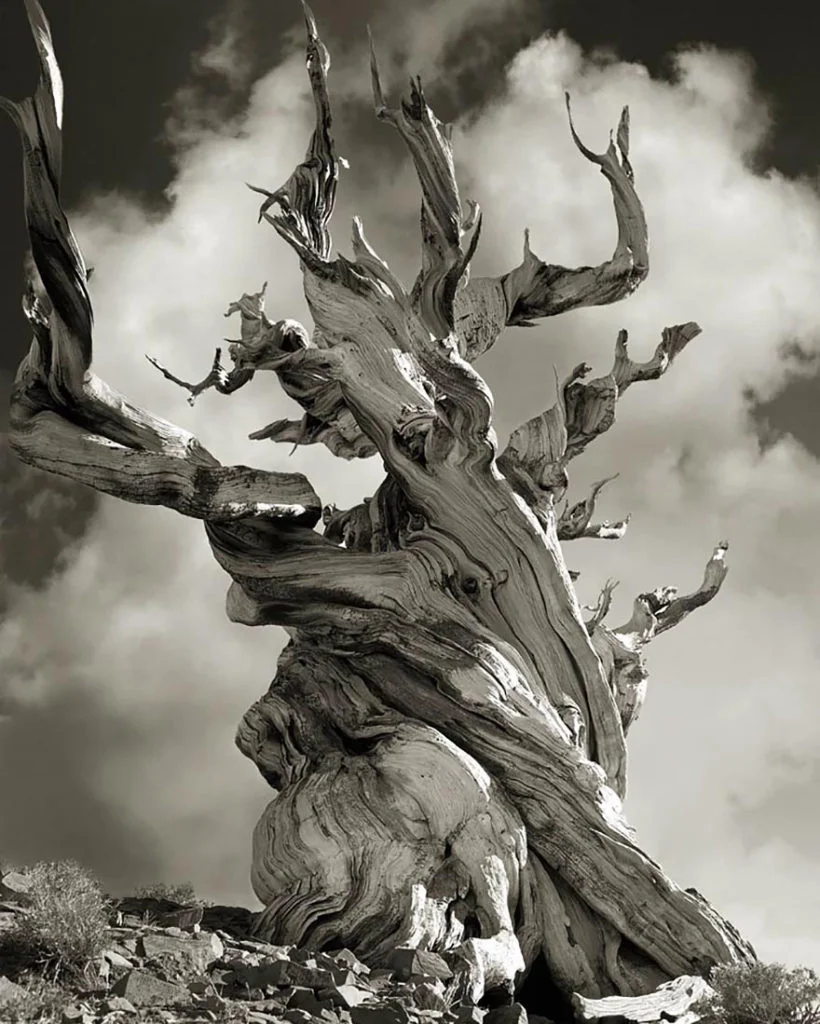 ancient-trees-beth-moon-15-820x1024.jpg