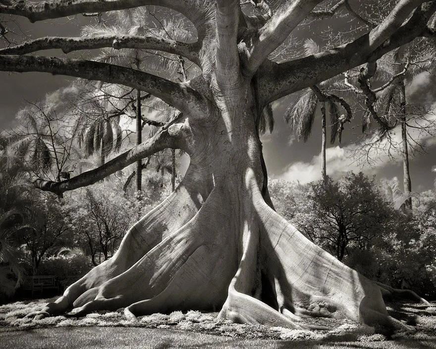 ancient-trees-beth-moon-10.jpg