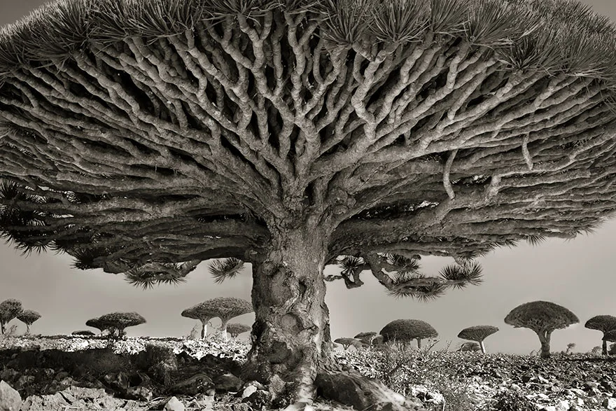 ancient-trees-beth-moon-8.jpg