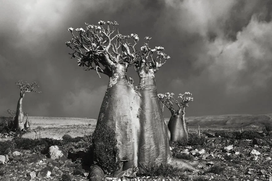 ancient-trees-beth-moon-5.jpg