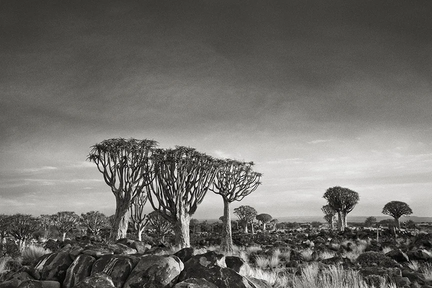Ancient Trees: This Woman Spent 14 Years Photographing The World’s Oldest Trees
