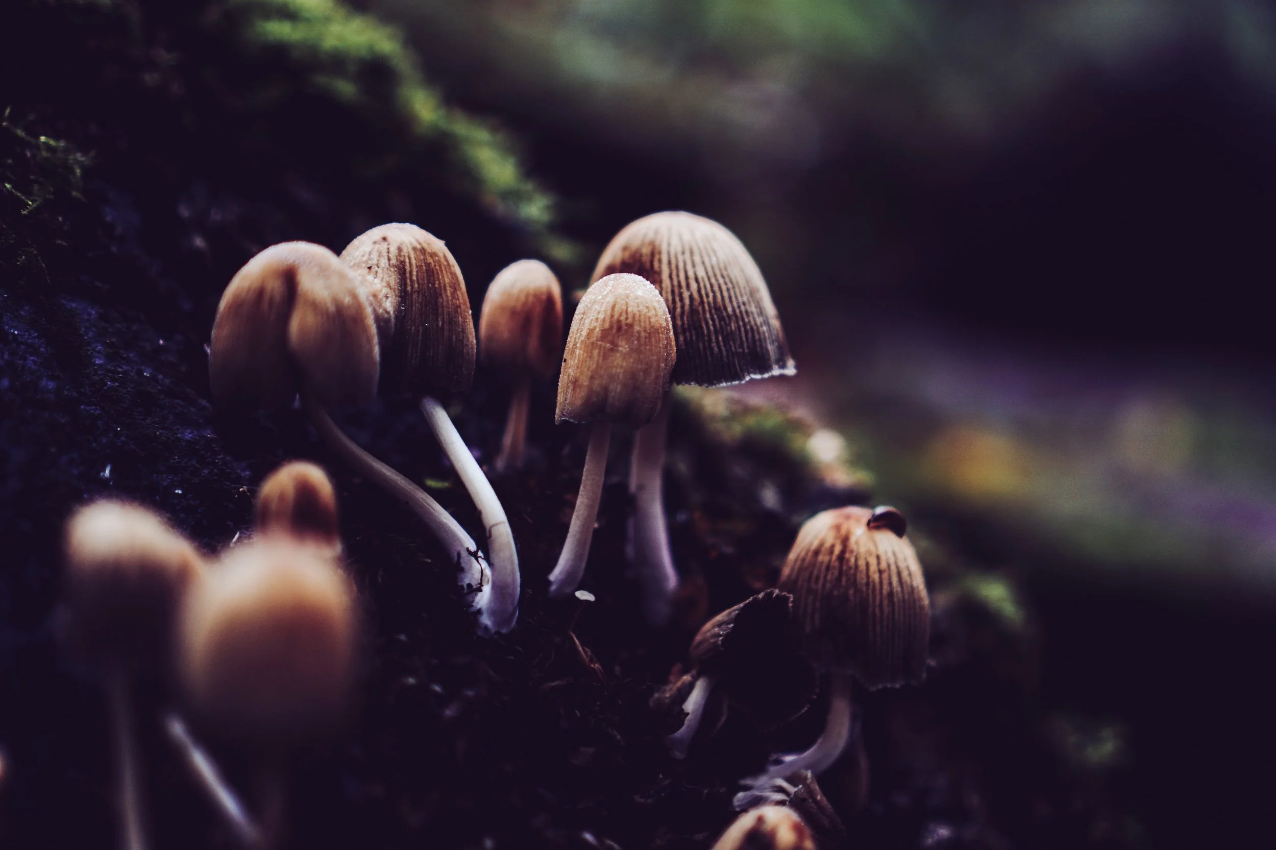 Mycelium - The Future is Fungi