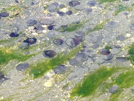 seaweed-bainbridge.jpg