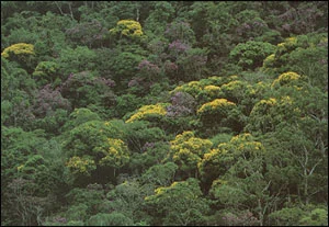 trees1.jpg