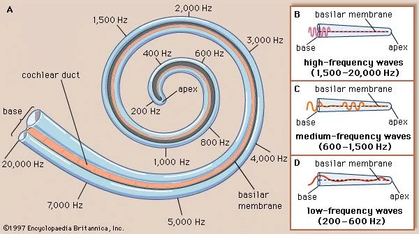 Depending on the Hz of the sound, it will communicate with the apex or base of the cochlea.