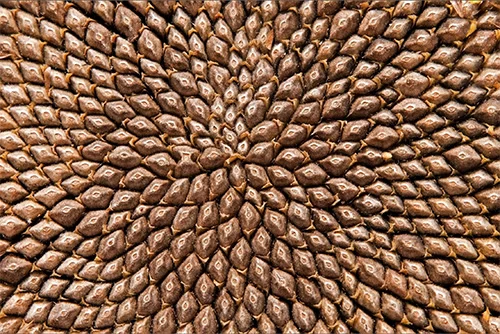Sunflower seeds arranged in the Fibonacci spiral