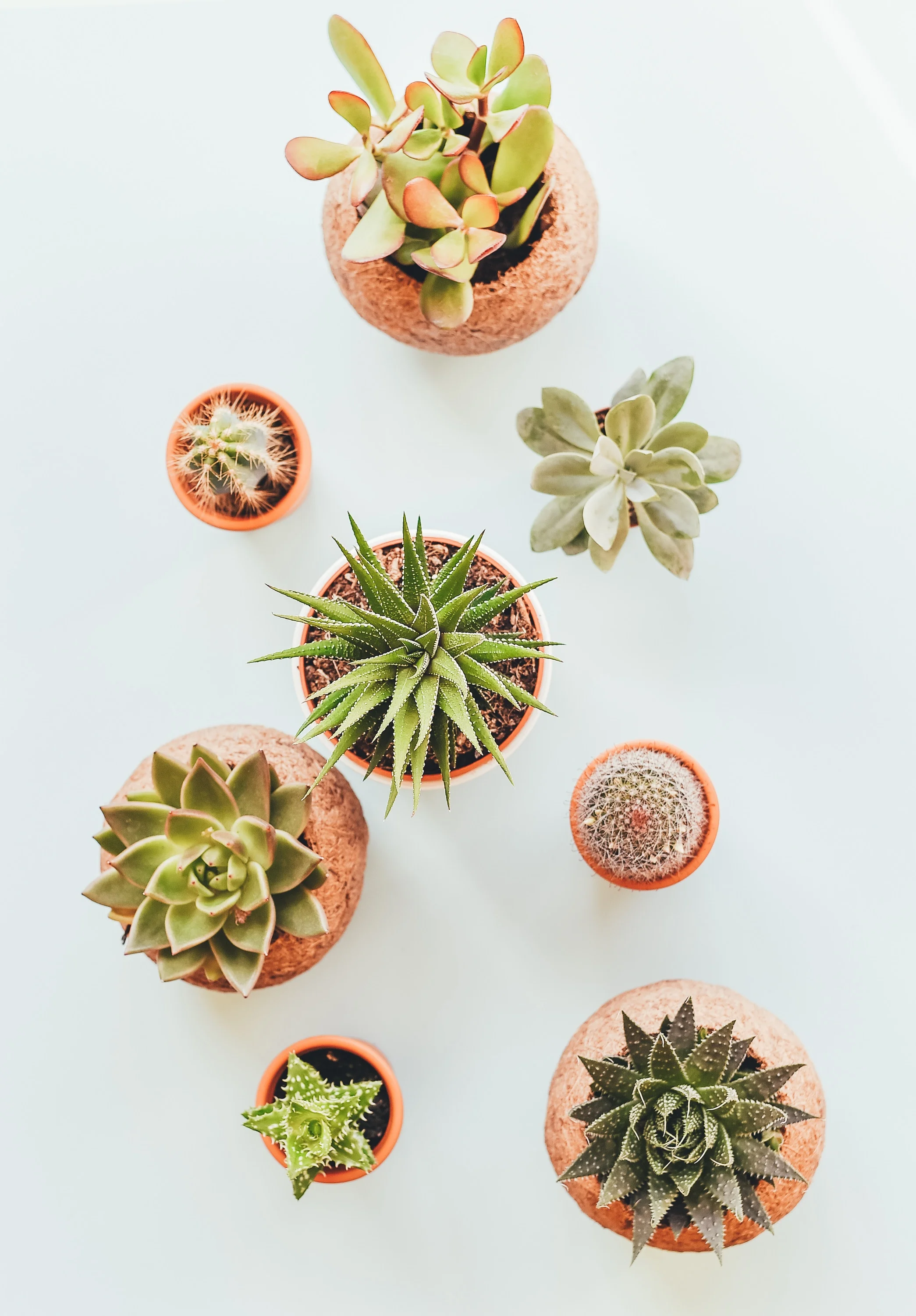 plants.jpg