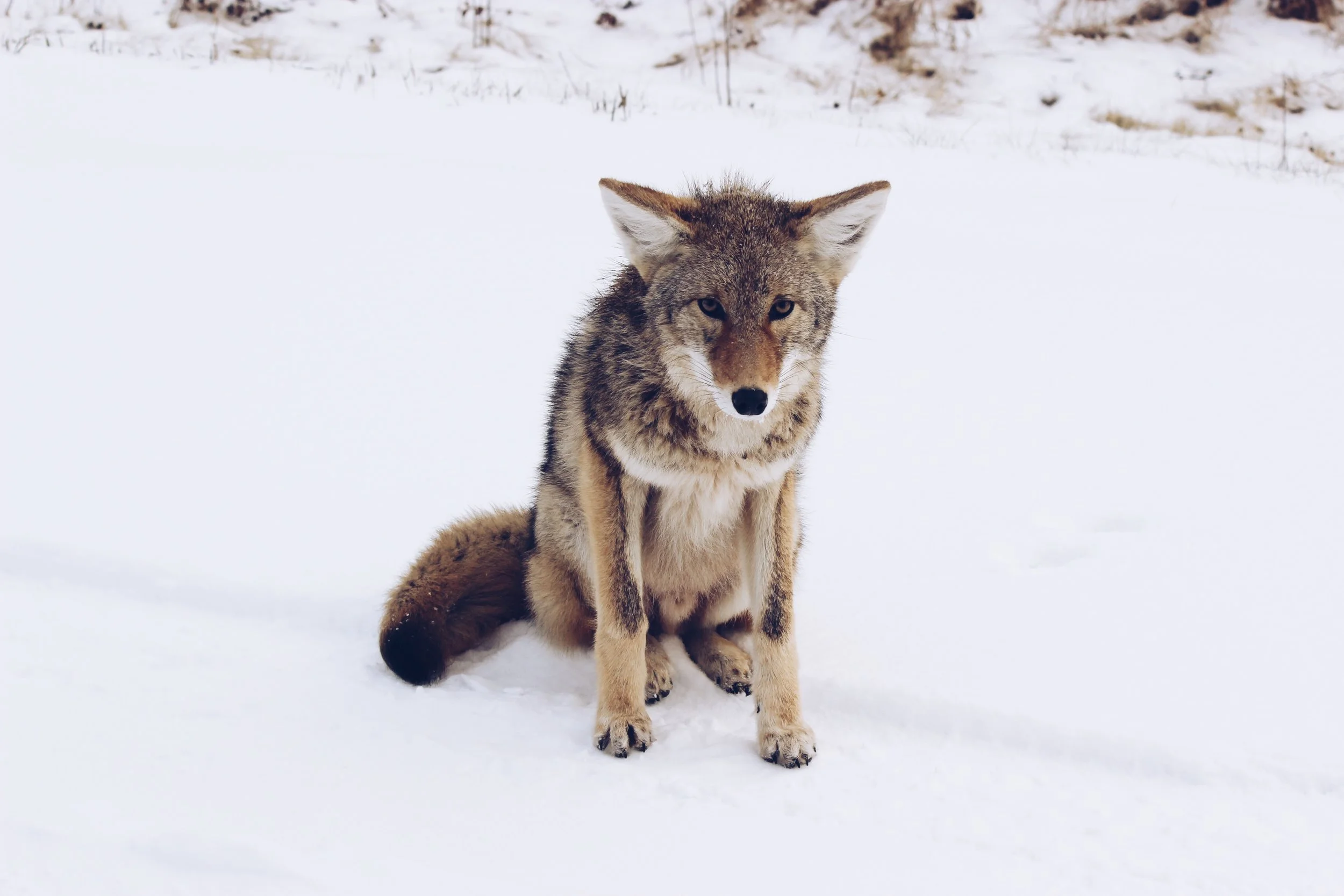 fullwolfmoon.jpg