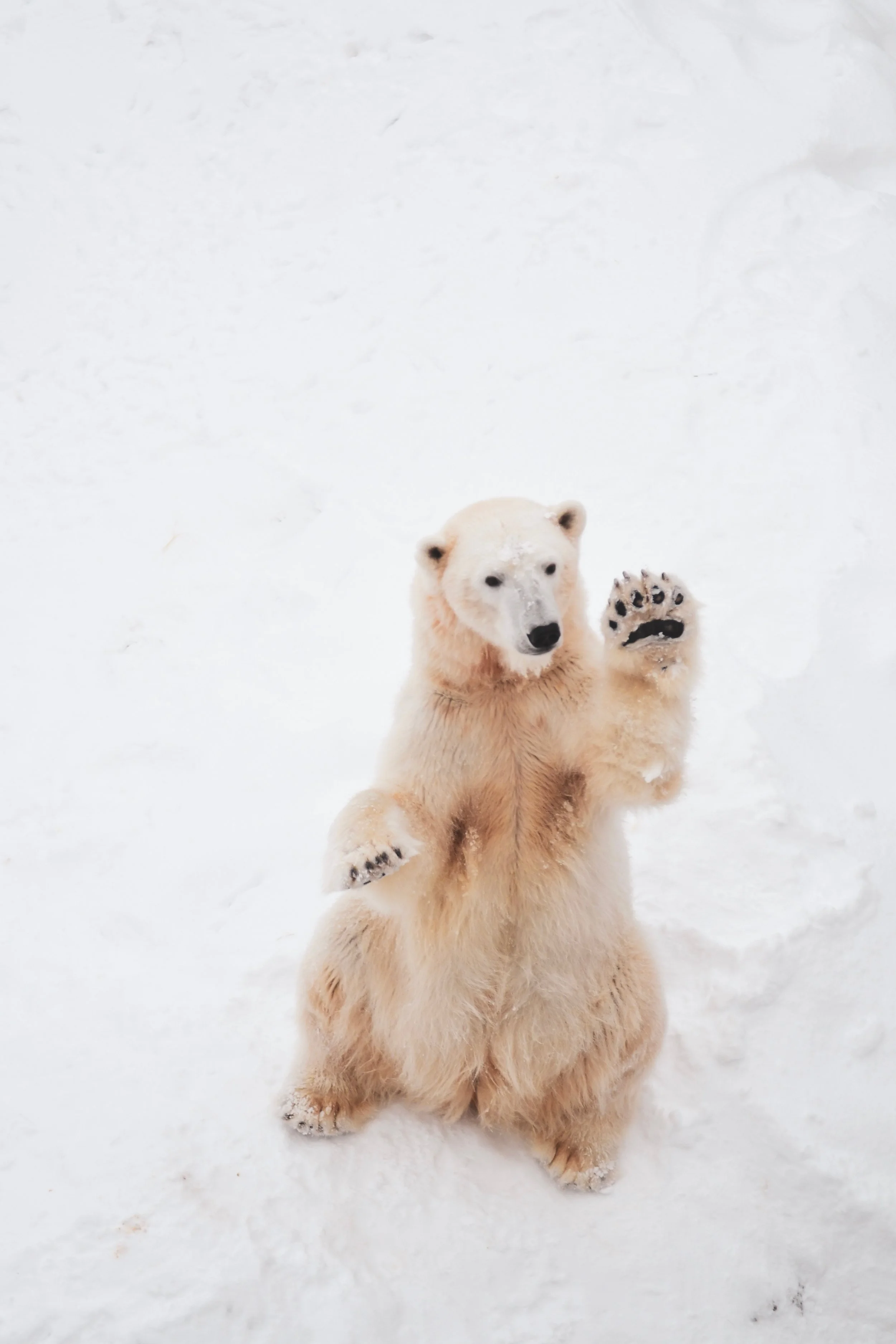 polarbear.jpg