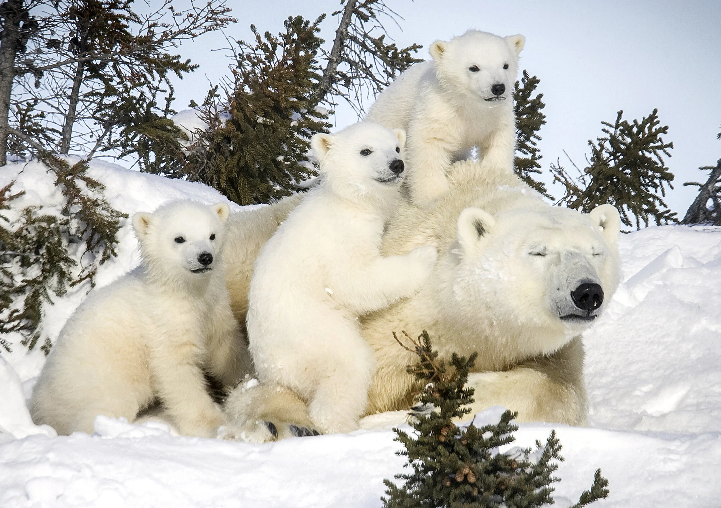 0_CATERS_David_Jenkins_Polar_Bear_Pics_05.jpg