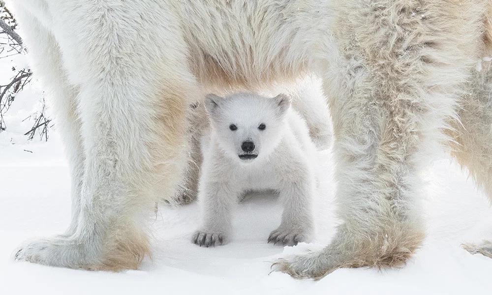img-polar-bear-cub-thank-you-1000.jpg