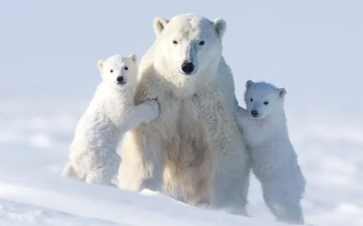 Facts-about-polar-bears-5.jpg