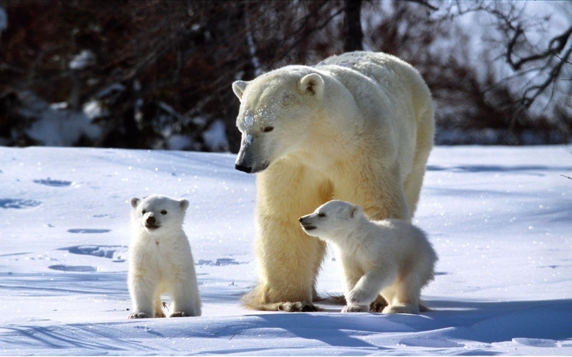 1082167-baby-polar-bear-wallpaper-1920x1200-for-phones.jpg