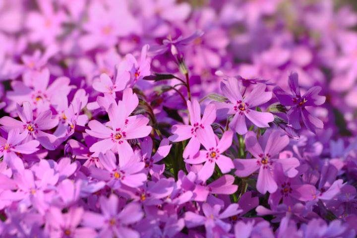 phlox-pink_full_width.jpg