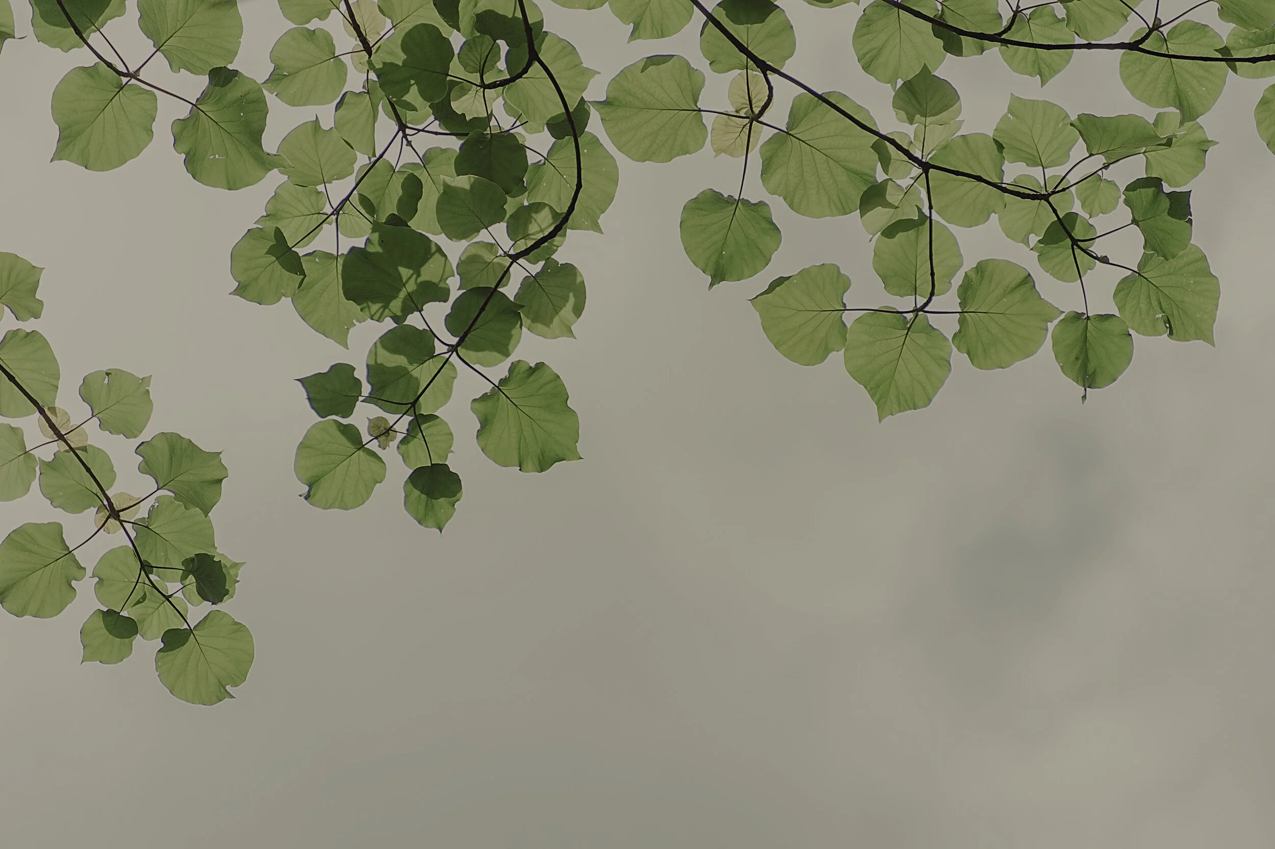 The Oldest Pharmacy on Earth: Trees