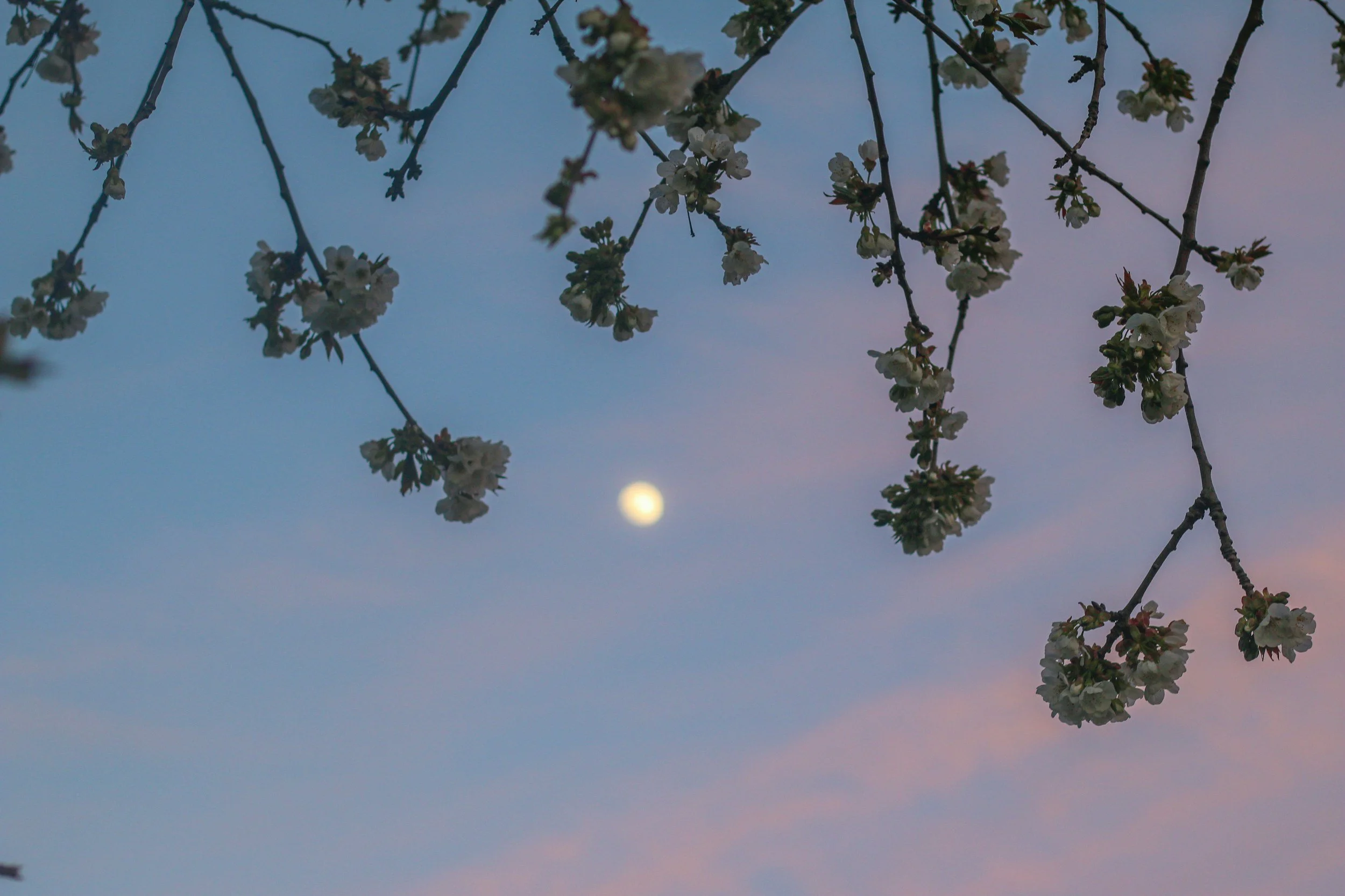 Scorpio Full Moon: Deep Emotional Healing and Sacred Rebirth