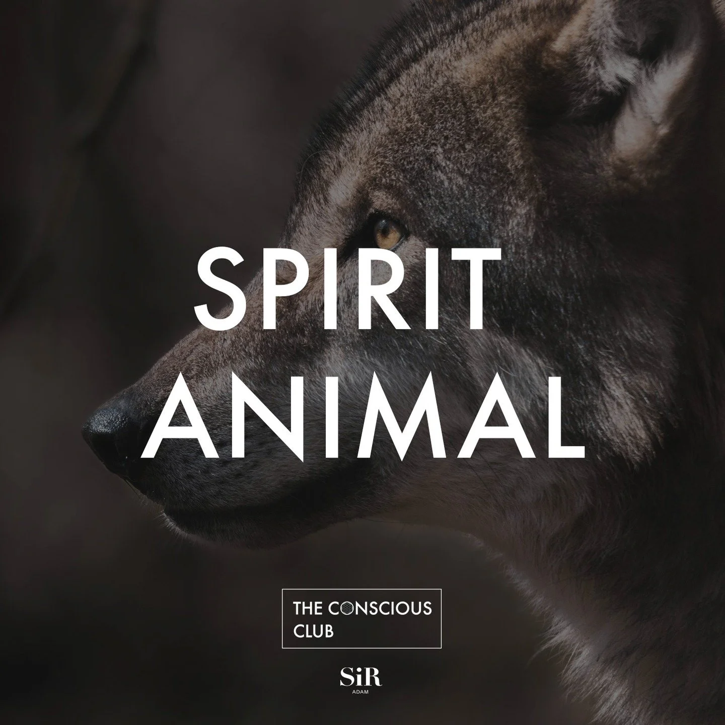 🐺 Spirit Animal ๑ A Guided Meditation Journey

Embark on a profound journey of self-discovery and spiritual connection with our guided meditation journey. This immersive experience is supported by a beautiful animal card deck, custom-crafted meditat