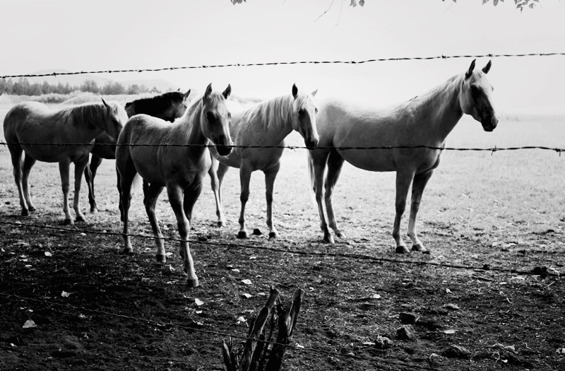 horses1_web.jpg