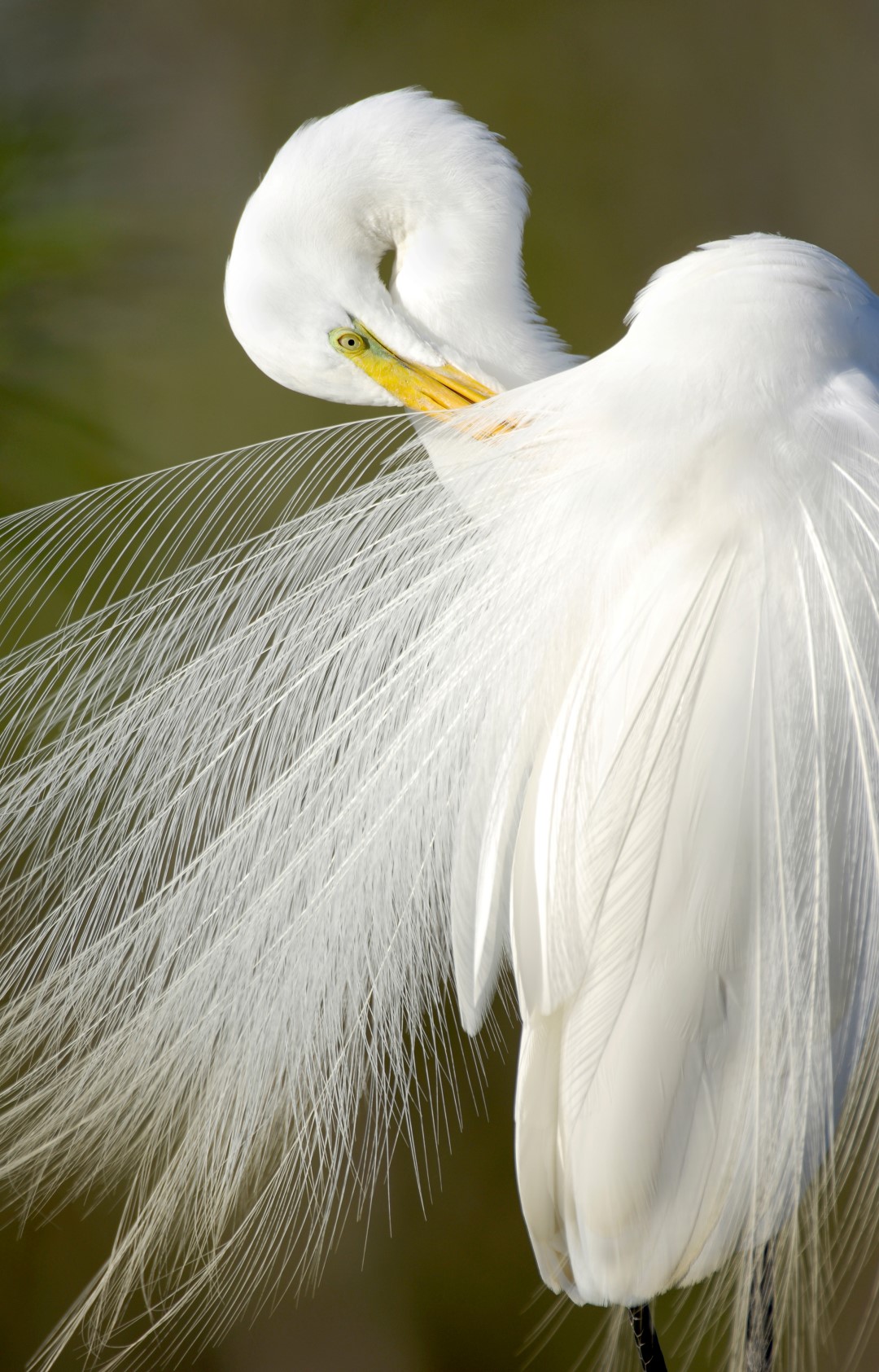 Carlton Ward, Everglades Egret © Carlton Ward 2016