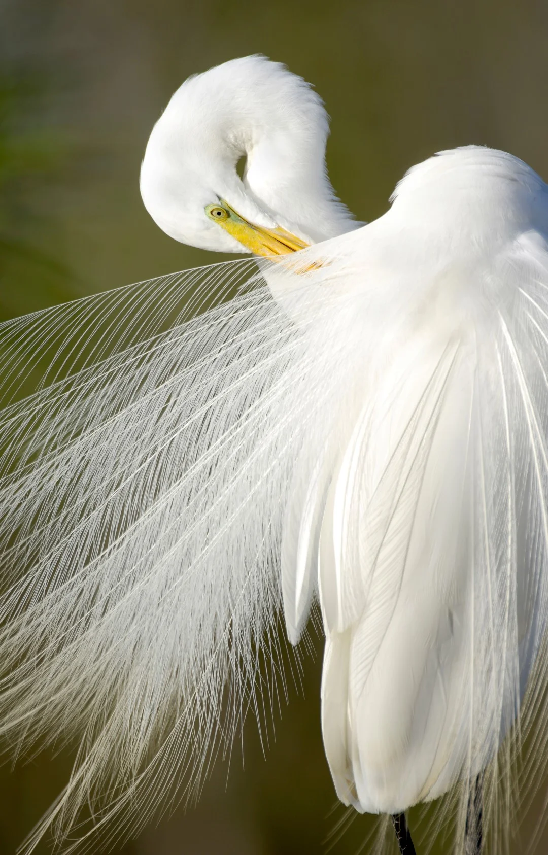 Carlton Ward. Everglades Egret, 24 x 36 inches.
