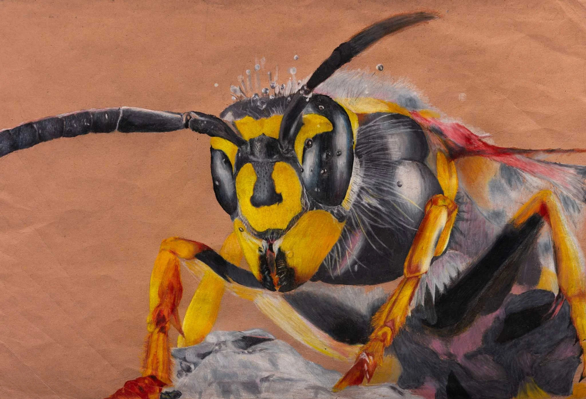 <strong>Ayeziah Johnson</strong><br>B</br>
