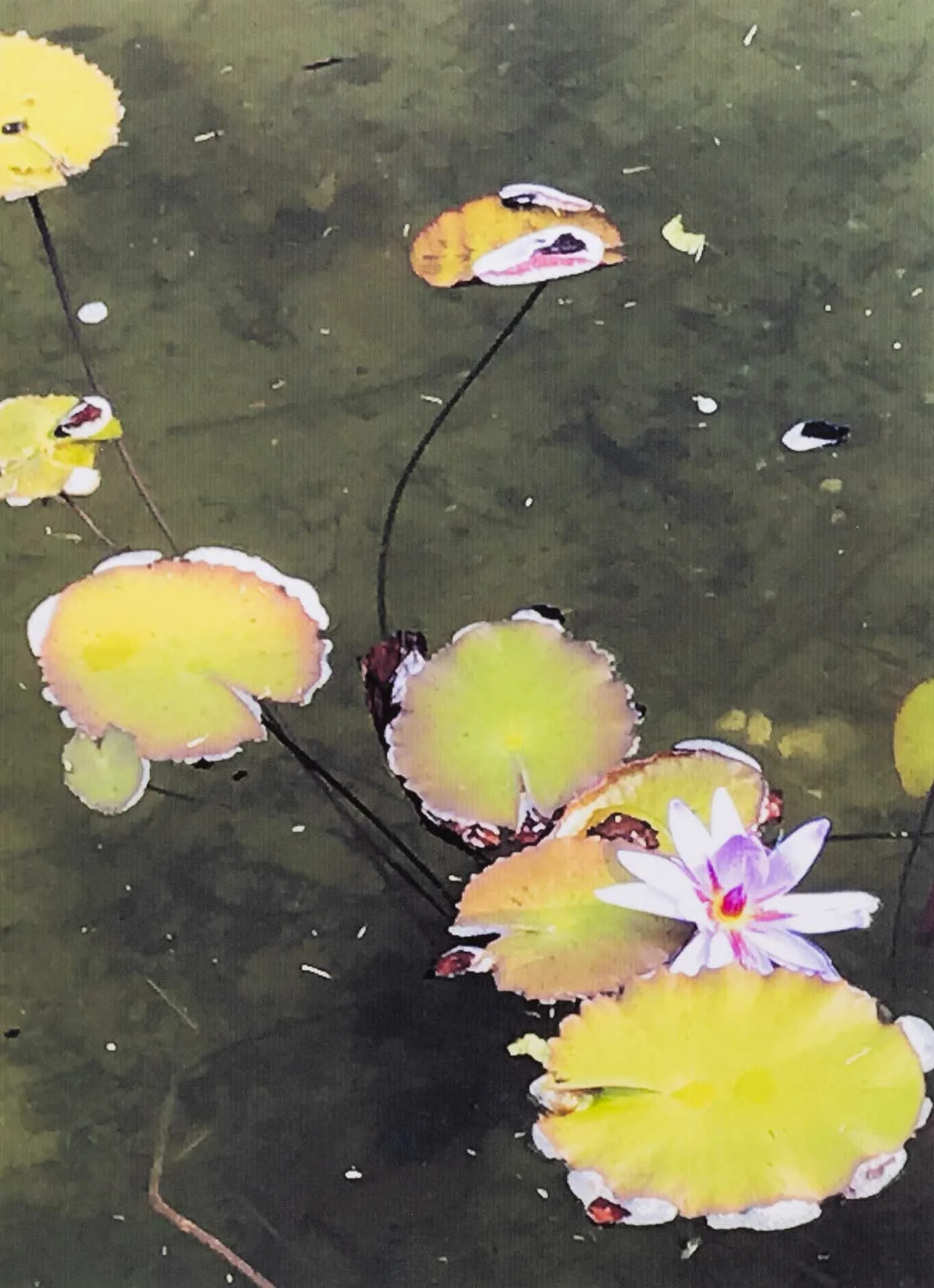 <strong>Kennedy Collins</strong><br>Waterlillies</br>