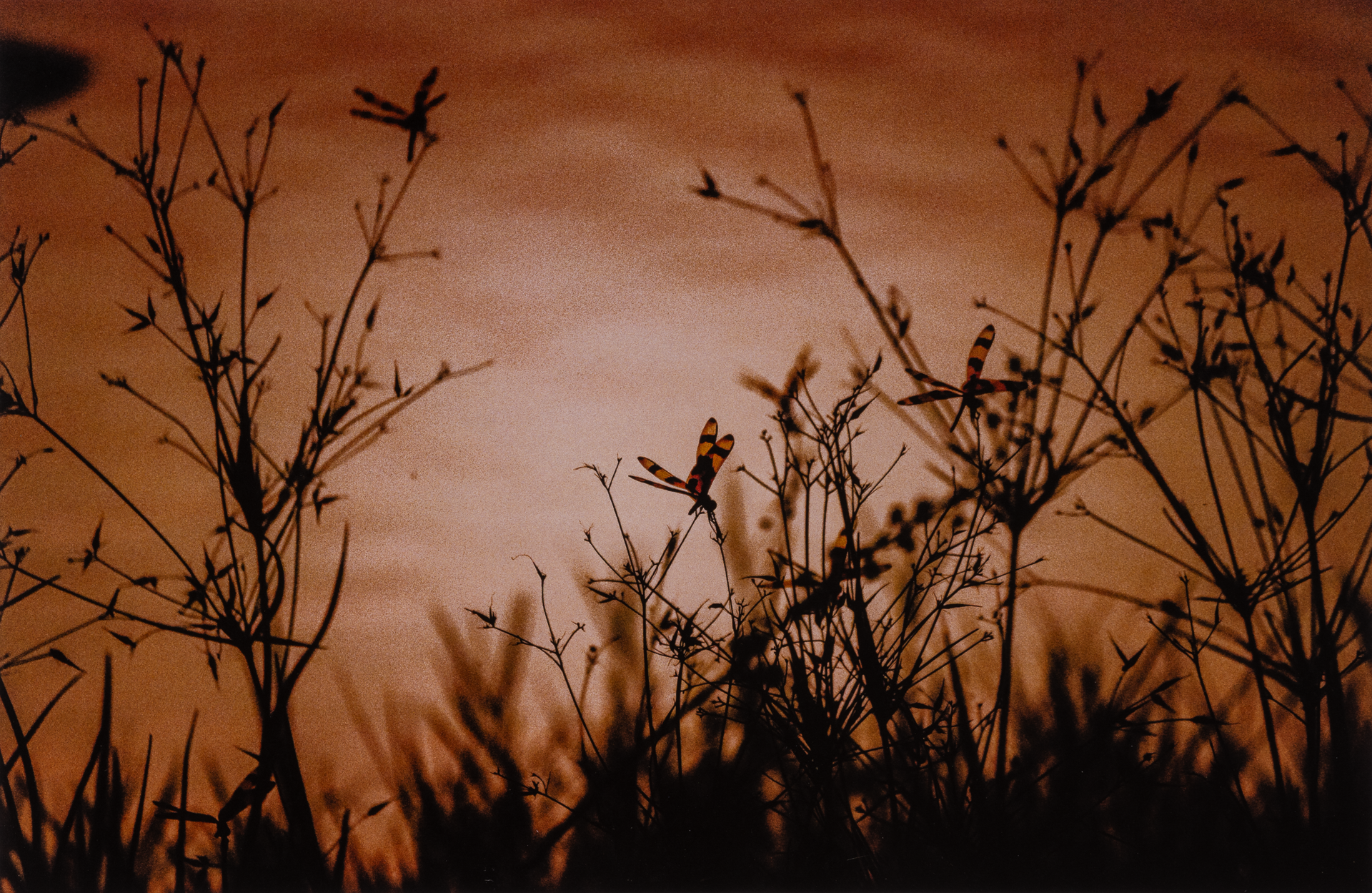 <strong>Zachary Corbett</strong><br>Fireflies</br>