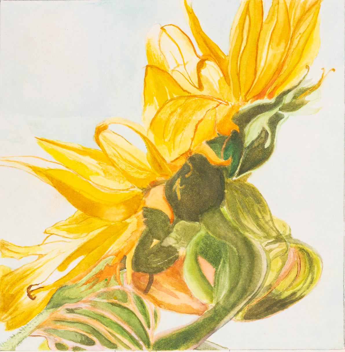 <strong>Bertie Creekmore-Scott</strong><br>Blooming Sunflowers</br>