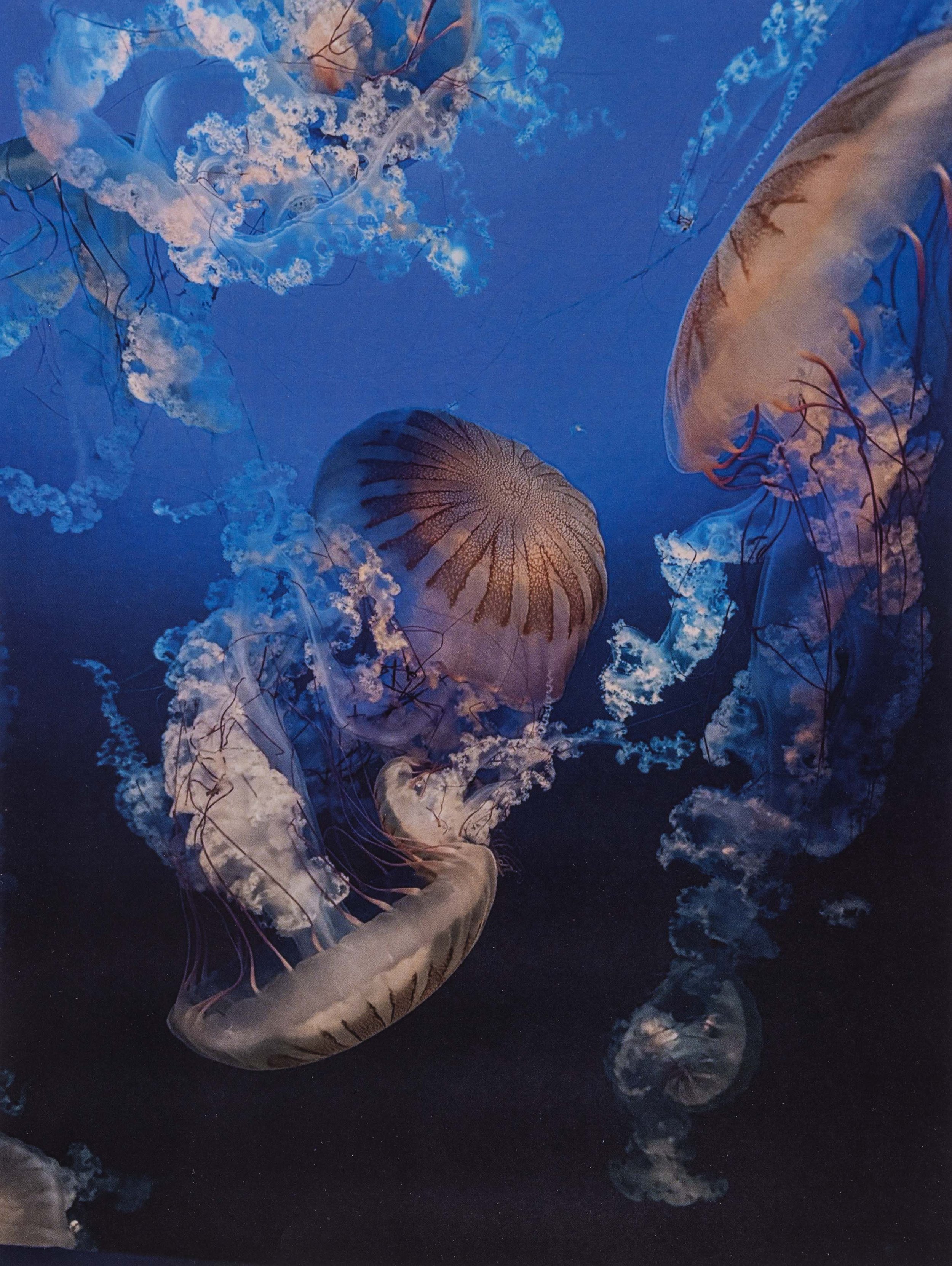 <strong>Tianh Gosch</strong><br>George Jenkins Senior</br>