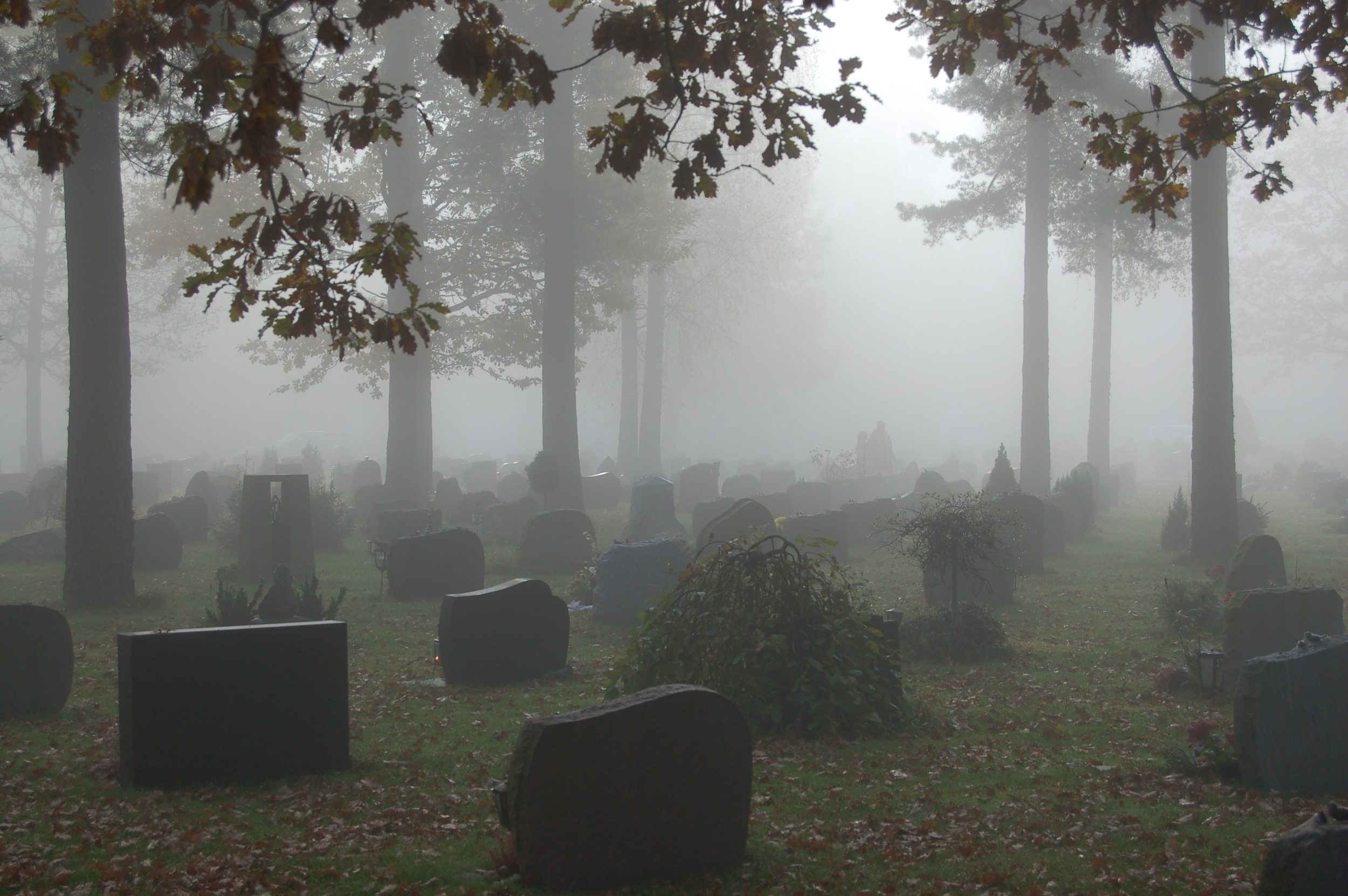   Den eldre delen av kirkegården. Graver er innpasset i furuskogen  