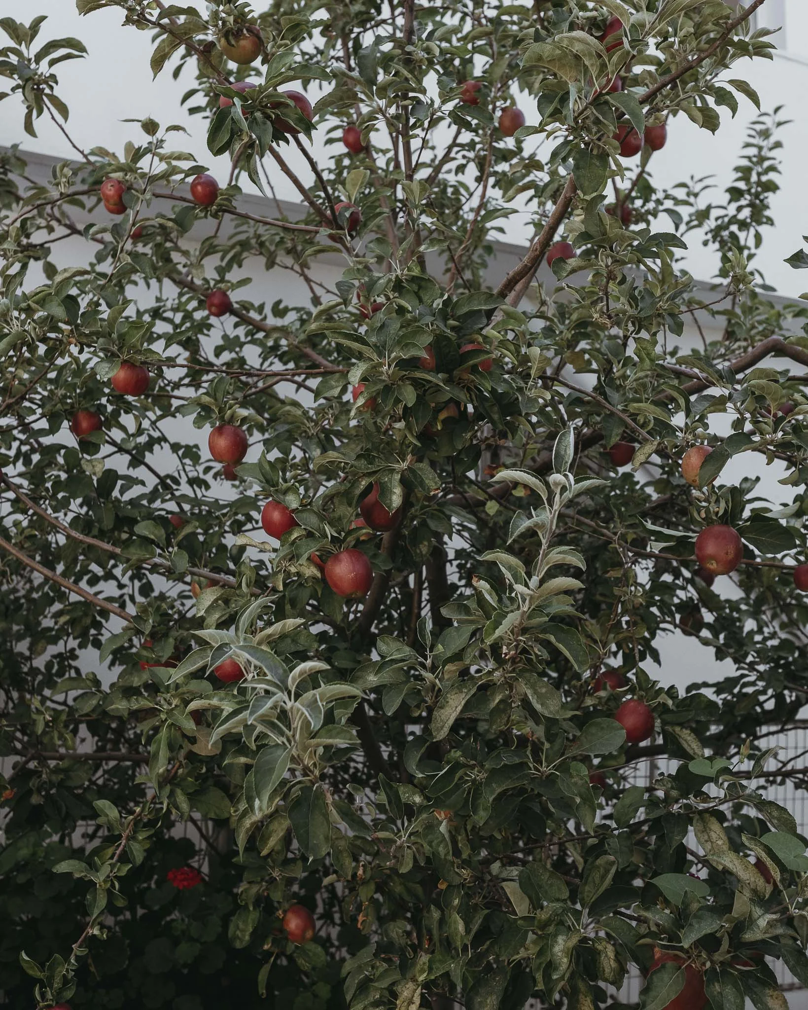 LB_Ikaria_2018-3.jpg