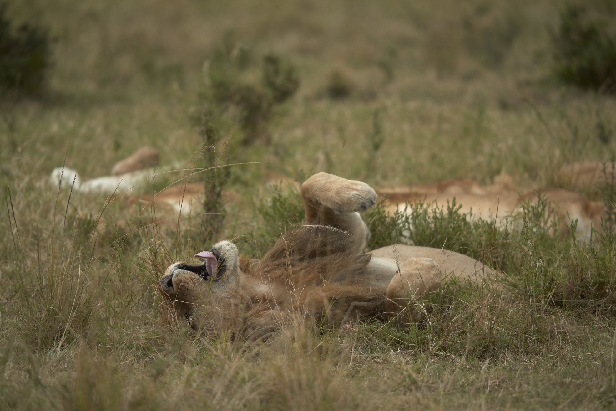 The King and His Throne