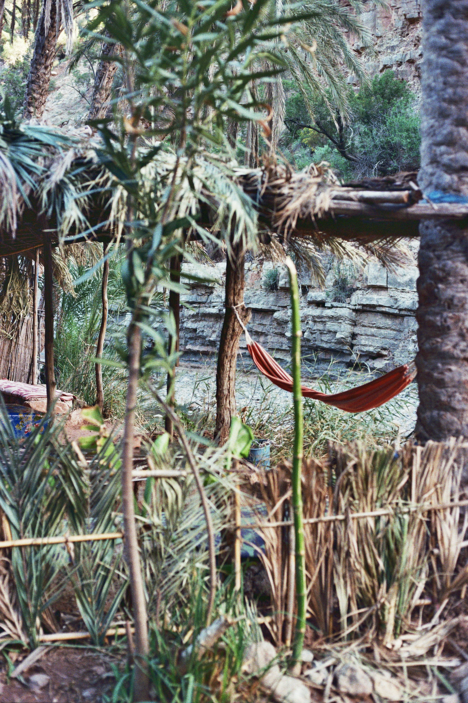 Jungle hammock .jpg