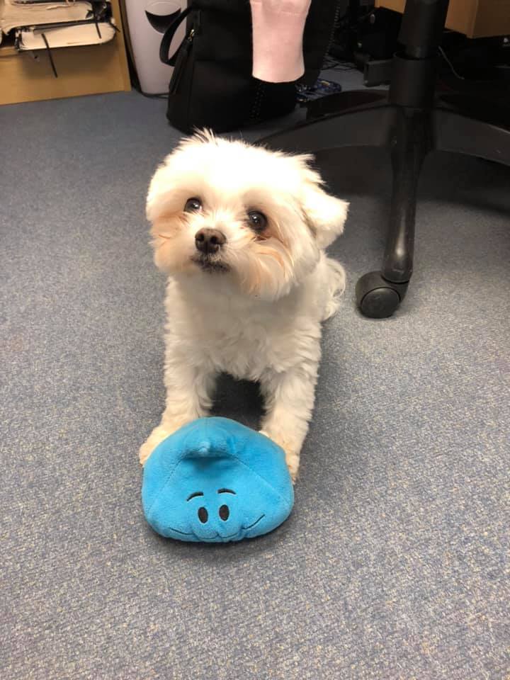Our Mascot