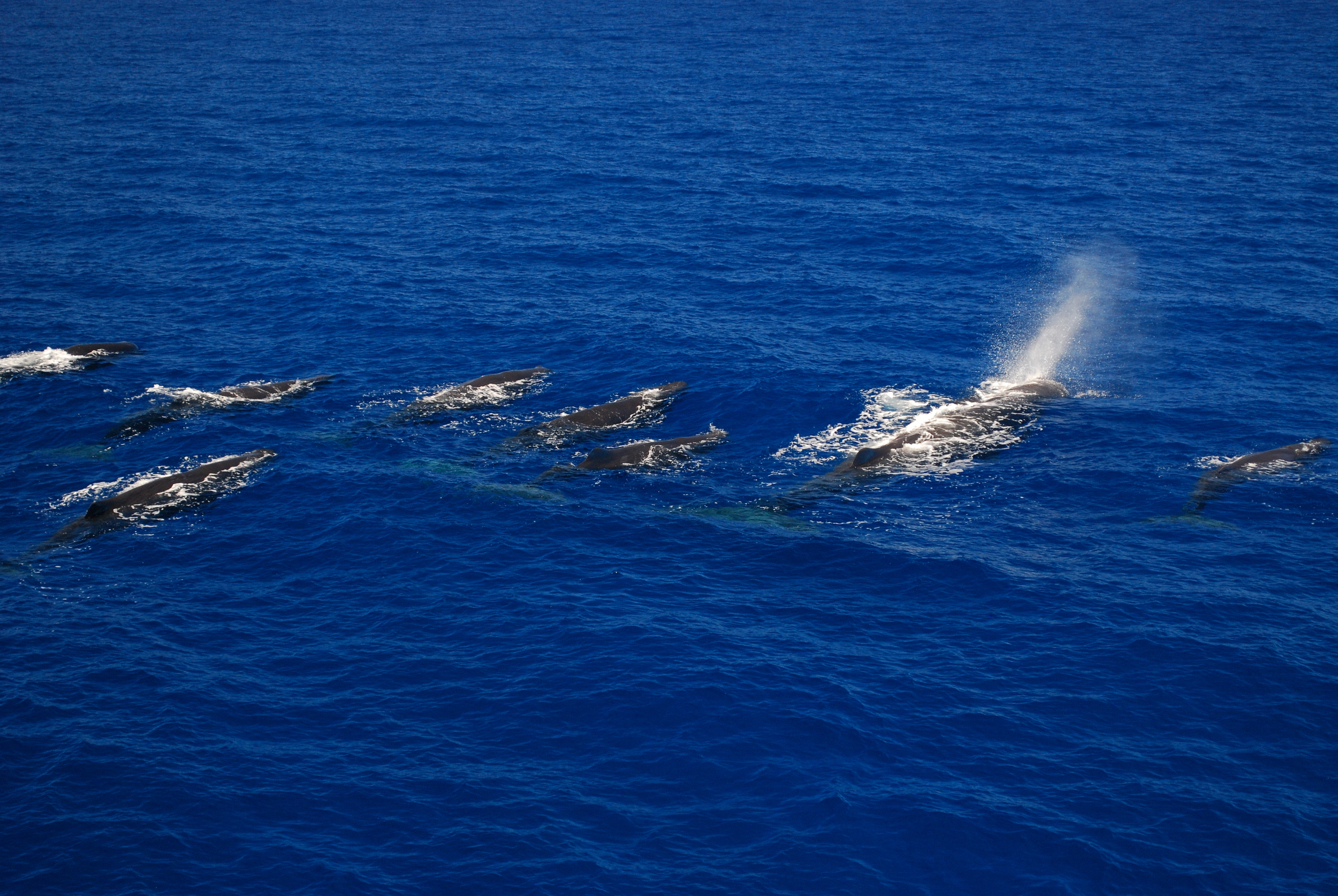 Large cluster with male blowing - Marina Milligan.JPG