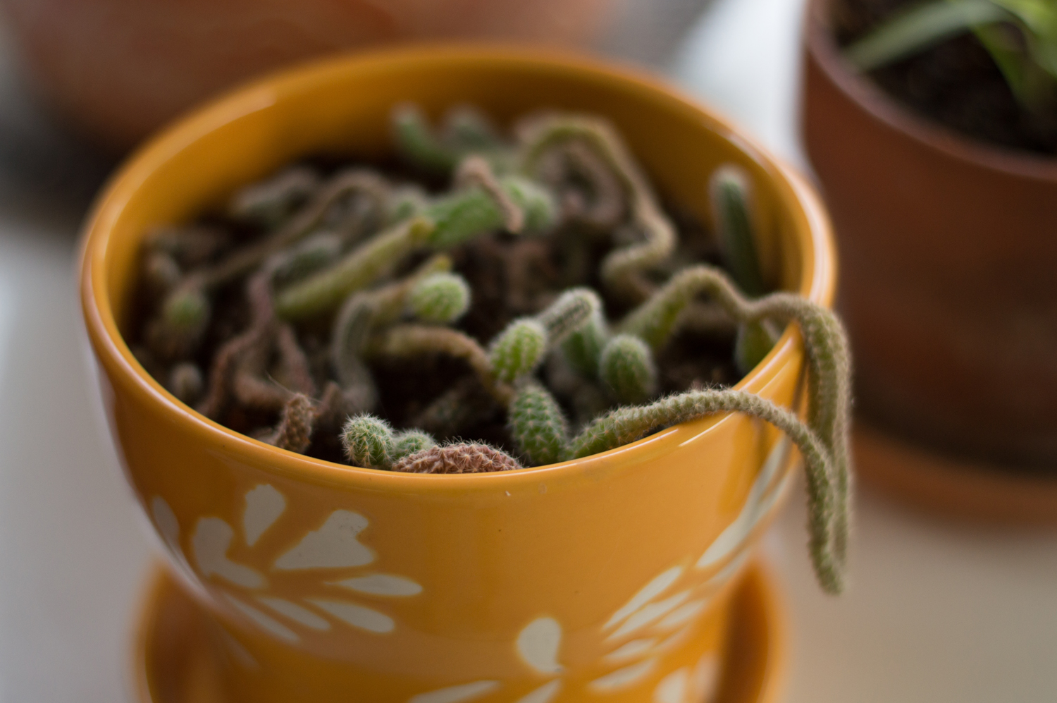 This little peanut cactus came cross-country from Montana in 2007.