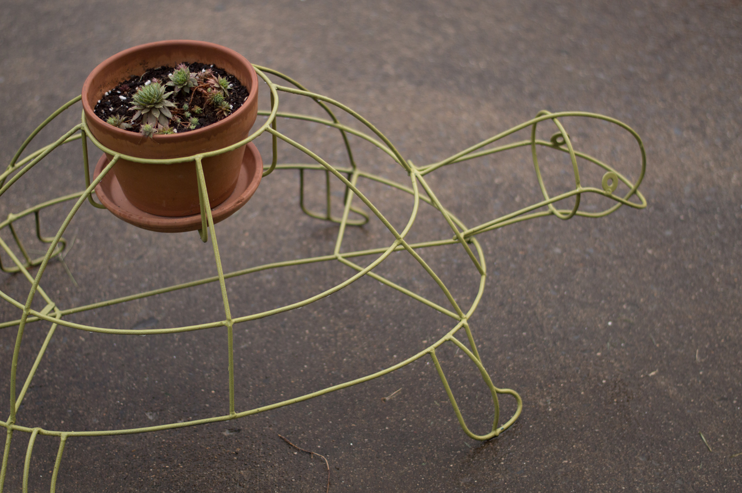 I could not resist this turtle from my favorite junk shop. The hens and chicks like him too.