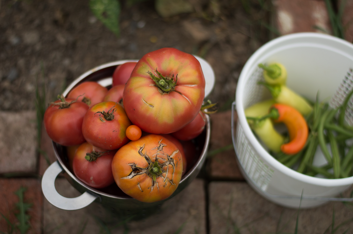 final harvest