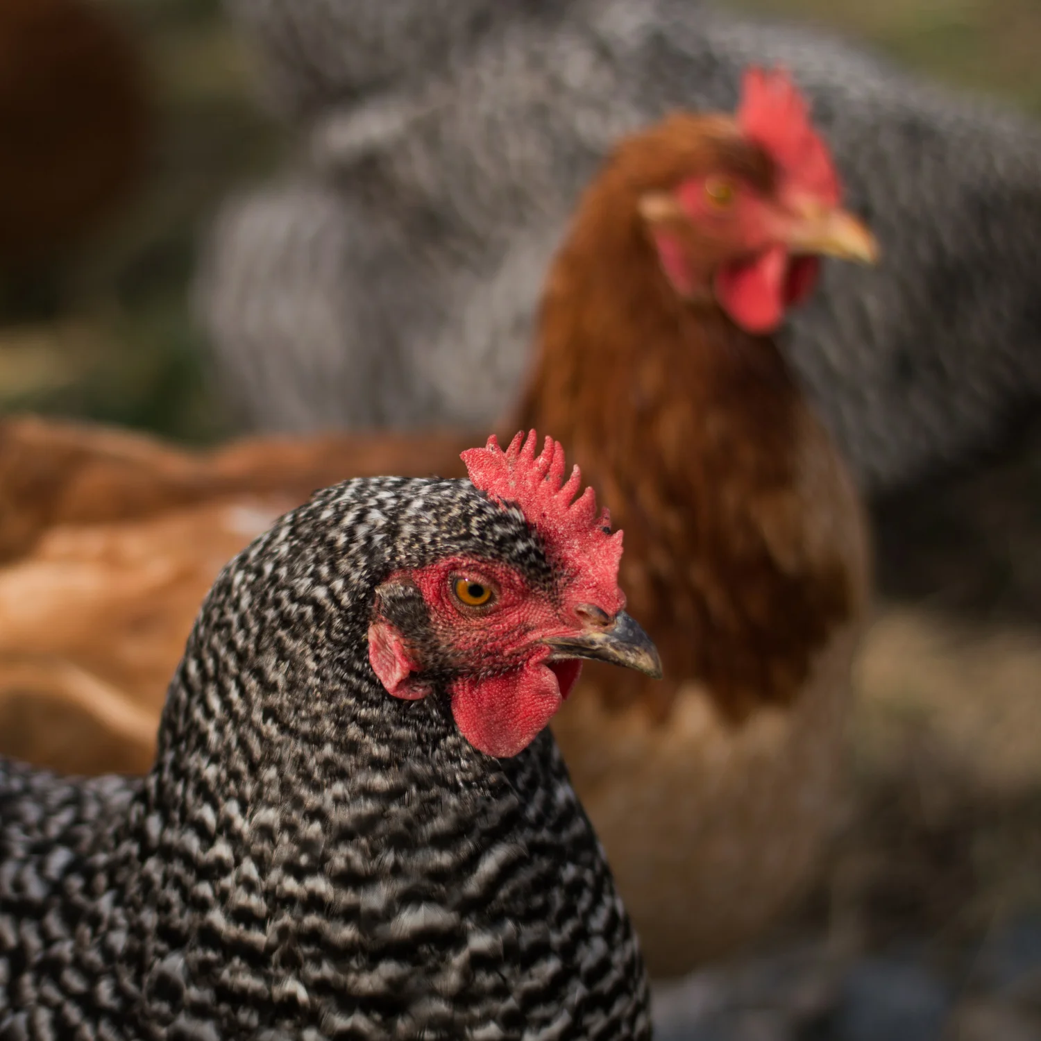 A Chicken Coop and a Well Site